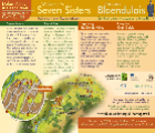 Seven Sisters