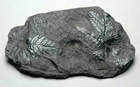 Fossil